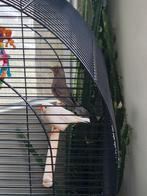 Roodmus, zebravink,, Meerdere dieren, Geringd