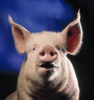 Vleesvarkensstal te huur, Varken