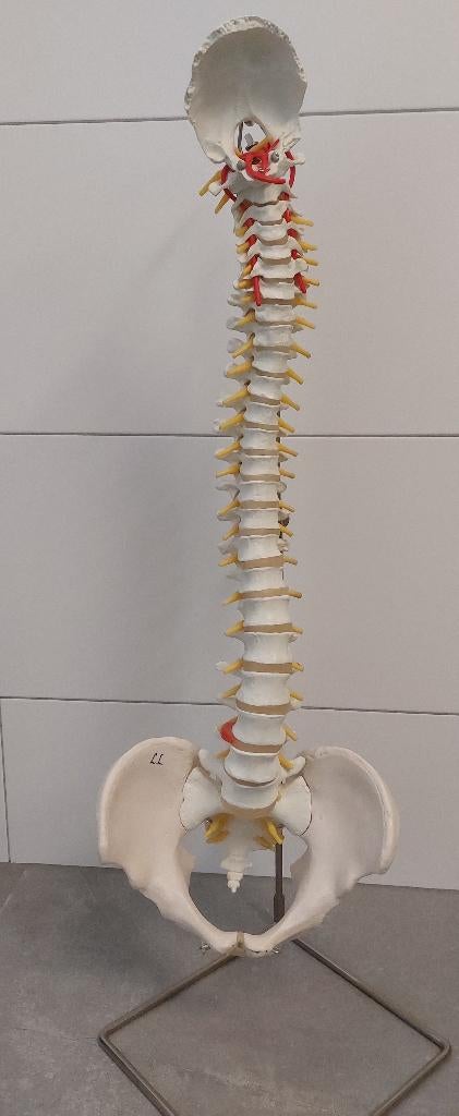 Skelet anatomisch model wervelkolom, Ophalen, Zo goed als nieuw