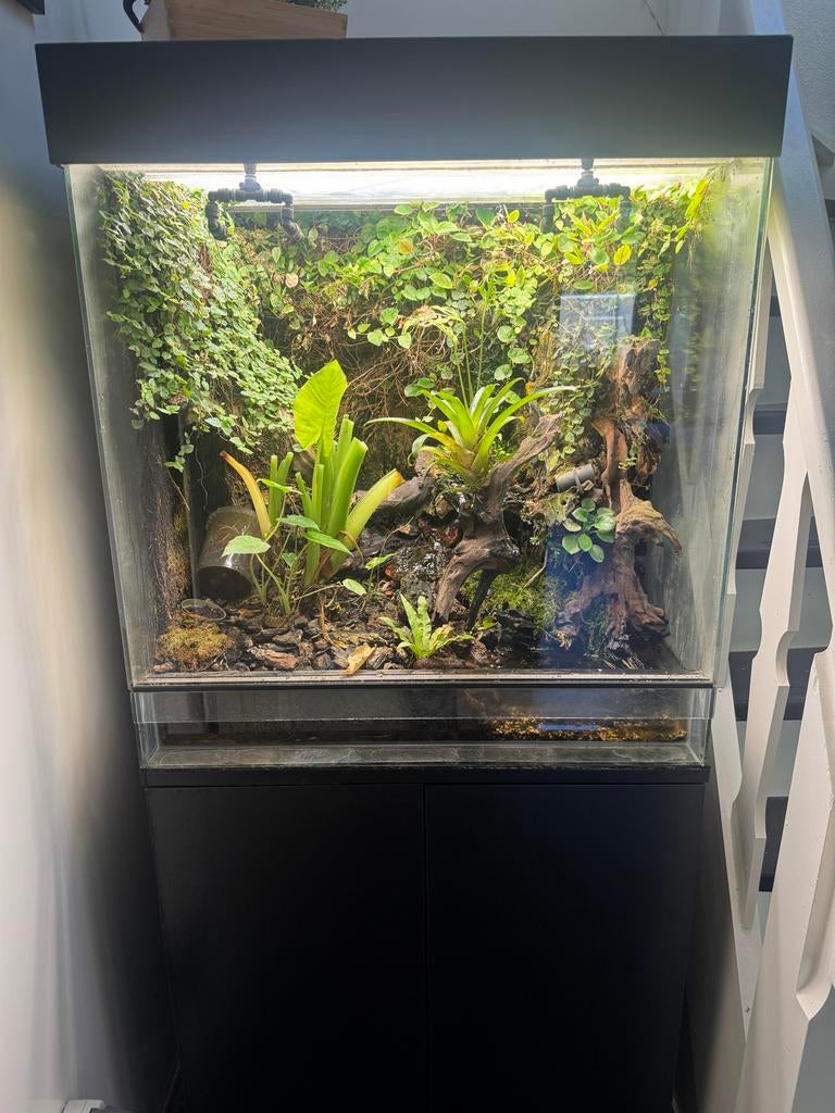 Paludarium gifkikkers, Dieren en Toebehoren, Vissen | Aquaria en Toebehoren, Ophalen, Zo goed als nieuw, Plant(en), Steen of Hout