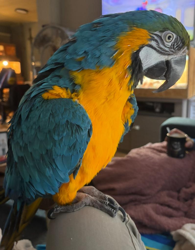 Blauwgele ara man 8 jaar, Dieren en Toebehoren, Vogels | Parkieten en Papegaaien, Papegaai, Mannelijk