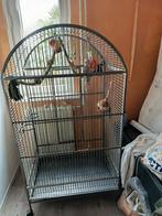 Mooie papegaai Kooi tekoop, Ophalen, Zo goed als nieuw, Metaal, Vogelkooi