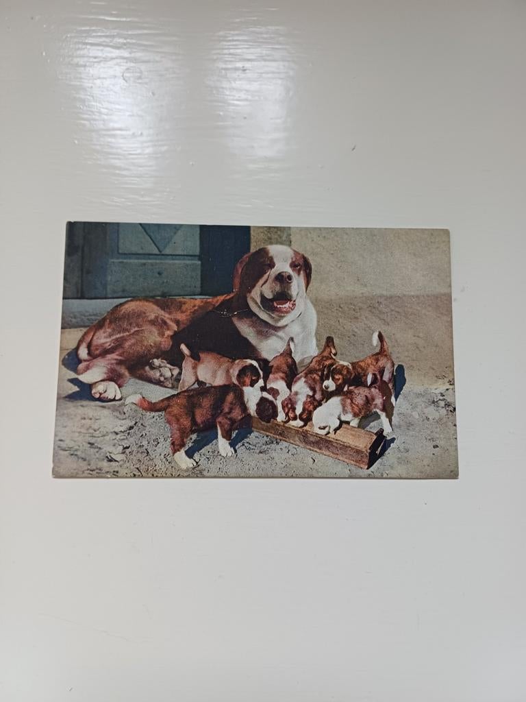 Ansichtkaart Sint Bernard, Ophalen of Verzenden, Voor 1920, Ongelopen, Hond of Kat