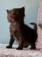 Ragdoll cinnamon (drager) kittens MET STAMBOOOM, Meerdere dieren, Met stamboom