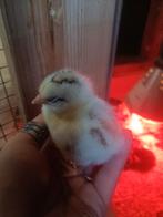 Kuikens legkippen, Geslacht onbekend, Kip