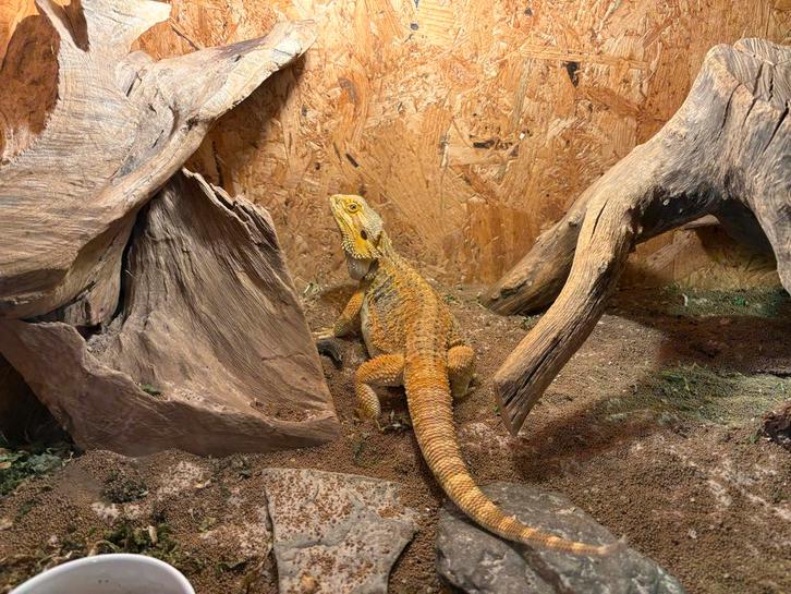3 jarige Baardagaam inclusief terrarium Bearded Dragon - female for sale from L.M.R.