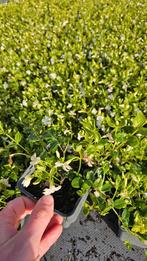 Vinca minor Alba - witte bloem - rijkbloeiend - maagdenpalm, Bodembedekkers, Volle zon, Vaste plant, Ophalen of Verzenden