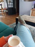 Gezocht een kakariki maatje, Dieren en Toebehoren, Mannelijk, Parkiet, Tam