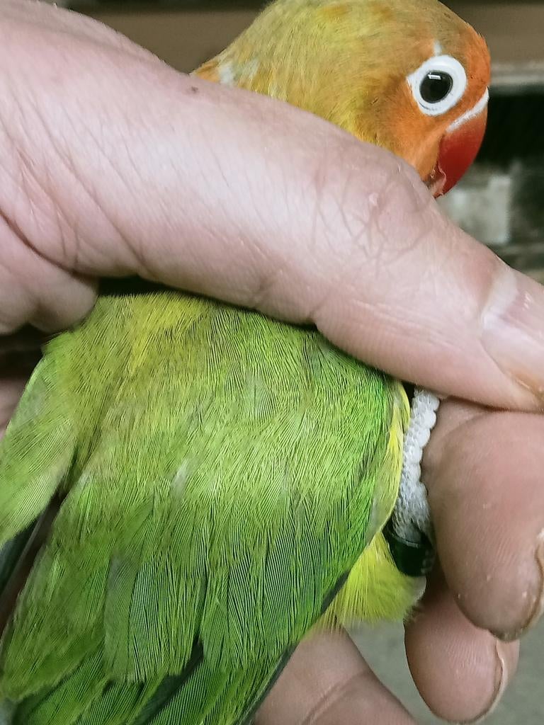 Prachtige piep jonge agapornis fisheri euwing pale, Mannelijk, Dwergpapegaai of Agapornis, Geringd