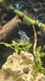 Polar blue parrot cychlide, Vis