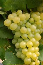 Witte druivenplant Vitis vinifera Italia 150 cm, Tuin en Terras, Planten | Fruitbomen, Ophalen, Overige soorten, Volle zon, In pot