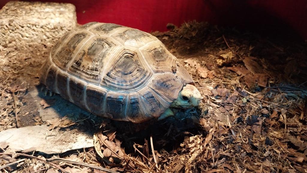 Gezocht Geelkopschildpad(Indotestudo elongata) Man, Schildpad, 3 tot 6 jaar