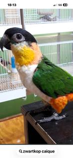 Gezocht zwartkop caique pop, Dieren en Toebehoren, Vogels | Parkieten en Papegaaien, Vrouwelijk, Papegaai