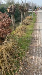 Gratis wilgentakken, Tuin en Terras, Ophalen, Volle zon, Overige soorten