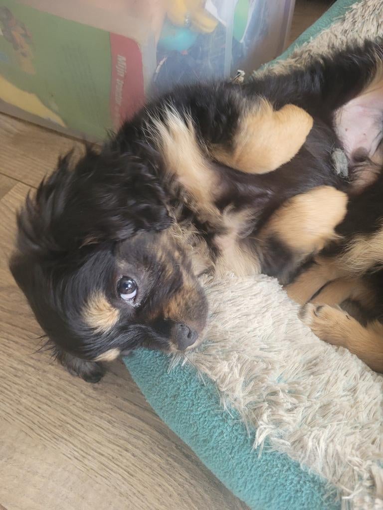 Nog 3 Puppies Cavelier King Charles spaniel X pomchi, Parvo, Overige rassen, 8 tot 15 weken, Meerdere