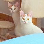 Lieve gecastreerde jonge katers Uno en Quattro, Kater, Gechipt, 0 tot 2 jaar