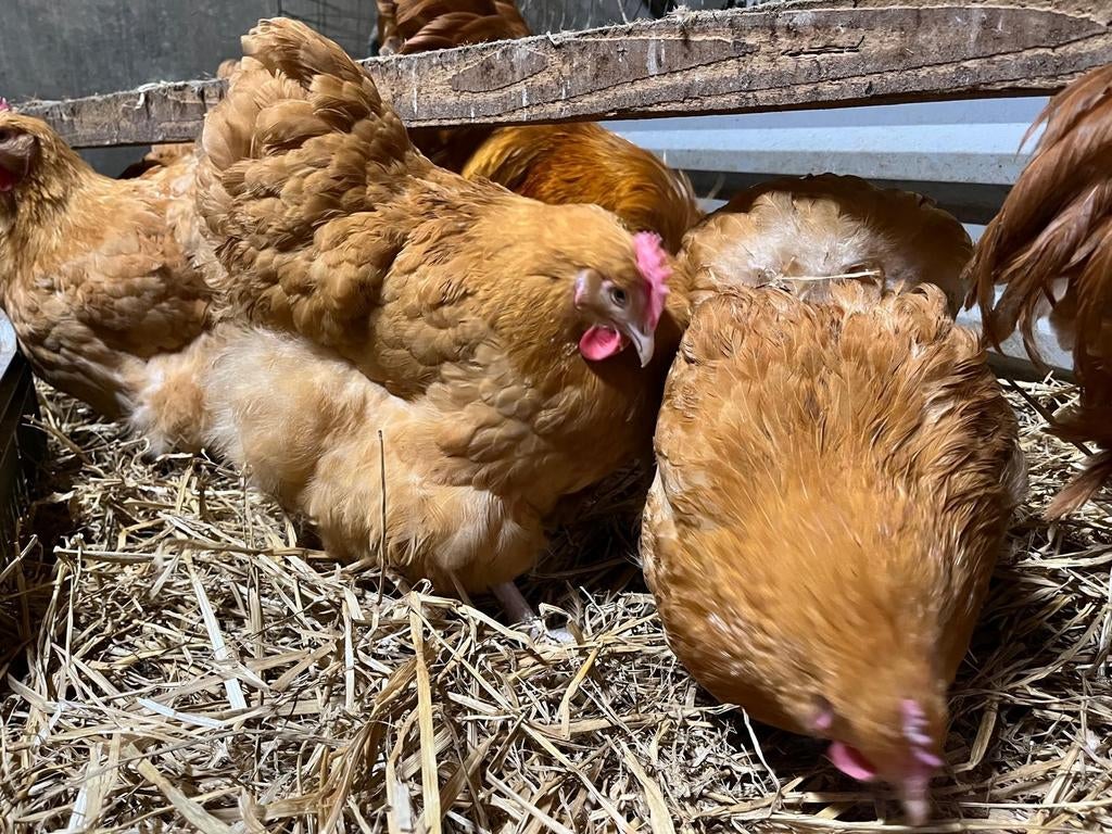 6 orpington buff hennen met eventueel een haan, Dieren en Toebehoren, Meerdere dieren, Kip