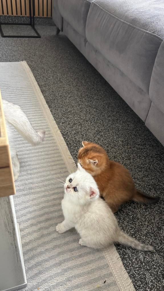 Raszuivere Britse korthaar kittens, Meerdere dieren, Ontwormd