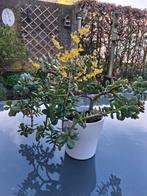 Crassula ovata Jadeplant geldboom geluksboom, Volle zon, Minder dan 100 cm, Zomer, Overige soorten