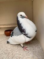 Mooie puitblauwe duif stuur bij interesse je telnr. Mee, Dieren en Toebehoren, Vogels | Duiven, Vrouwelijk, Kropper