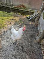 Poule de bresse haan, Dieren en Toebehoren, Pluimvee, Mannelijk, Kip