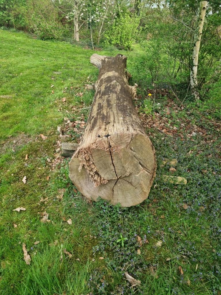 Eiken stammen, Doe-het-zelf en Verbouw, Hout en Planken, Eiken, Overige typen, Ophalen of Verzenden, Zo goed als nieuw