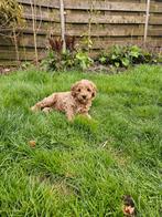 Australian Labradoodle pup, Dieren en Toebehoren, Honden | Retrievers, Spaniëls en Waterhonden, Parvo, Nederland, 8 tot 15 weken