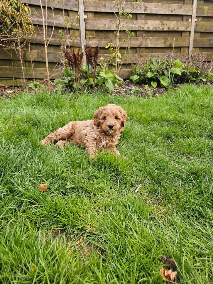 Australian Labradoodle pup, Dieren en Toebehoren, Honden | Retrievers, Spaniëls en Waterhonden, Reu, Overige rassen, Fokker | Professioneel
