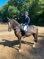 Lieve, actieve D-pony, Dieren en Toebehoren, Pony's, B, 11 jaar of ouder, D pony (1.37m tot 1.48m), Merrie