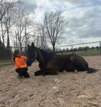 Zwarte parel met een hart van goud 🖤, Dieren en Toebehoren, Paarden, Met stamboom, Ruin, Zadelmak, 160 tot 165 cm