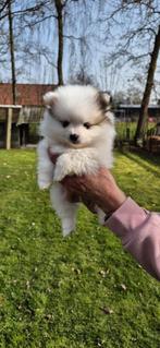 Pomeriaan pups, Dieren en Toebehoren, 8 tot 15 weken, Teef, Eén hond, Nederland