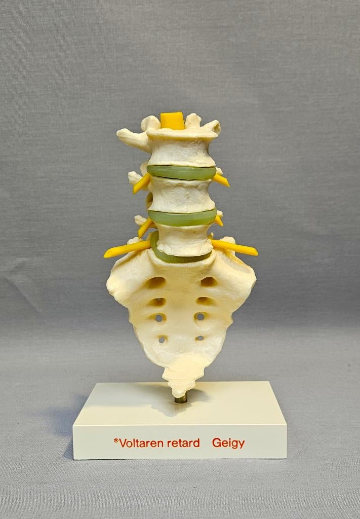 Vintage Anatomisch Model, Verzenden