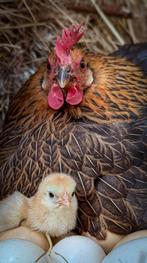 Broedeieren van verschillende mix kippen, Dieren en Toebehoren, Meerdere dieren, Kip
