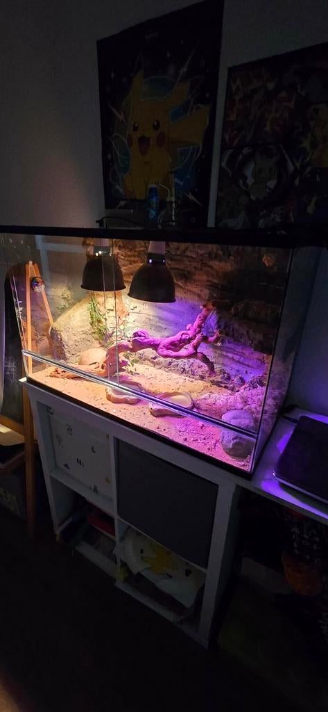 Terrarium voor gekko’s, Dieren en Toebehoren, Ophalen, Gebruikt, Terrarium of Paludarium