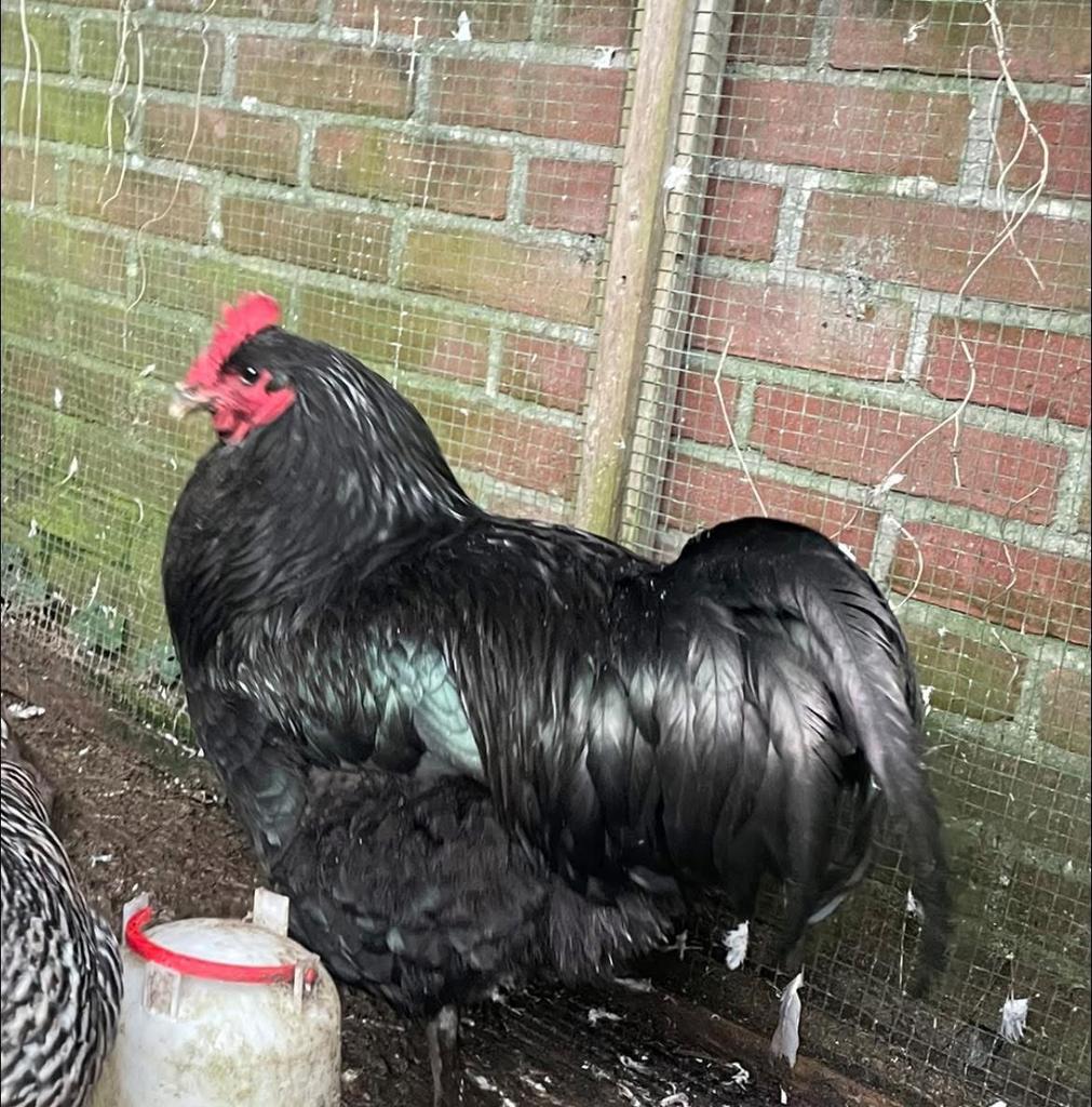 New jersey giant Haan, Dieren en Toebehoren, Pluimvee, Mannelijk, Kip