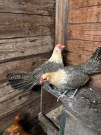 Hollandsehoen Hollandse Hoenders citroenpel, Meerdere dieren, Kip