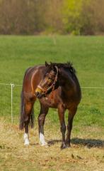 Pittige C springpony, Dieren en Toebehoren, Pony's, Merrie, Niet van toepassing, Springpony, C pony (1.27m tot 1.37m)