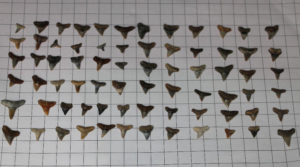 Haaientanden set, Verzamelen, Ophalen of Verzenden, Fossiel