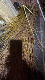 Wilgentakken gratis op te halen / wilgentenen, Tuin en Terras, Planten | Tuinplanten, Ophalen, Overige soorten, Volle zon