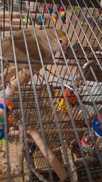 Agapornis man en vrouw, Meerdere dieren, Dwergpapegaai of Agapornis