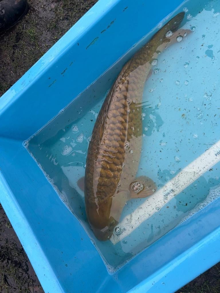 Chagoi koi 60+, Dieren en Toebehoren, Vissen | Vijvervissen, Karper of Koi