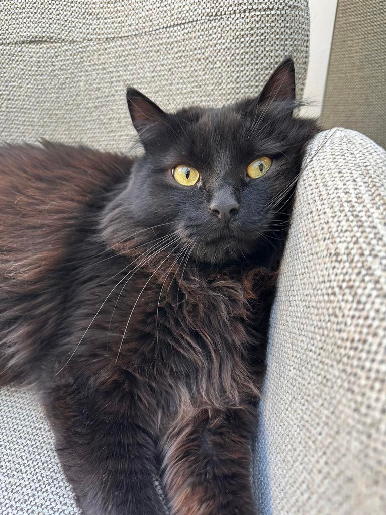 Langharige kater (Ragdoll/Norwegian Forest type), 2 jaar, Dieren en Toebehoren, Katten en Kittens | Raskatten | Langhaar, Meerdere dieren