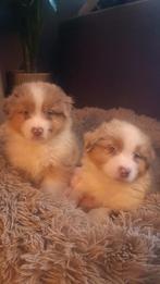 Geweldige Australian Shepherd pups, HCC (leverziekte), 8 tot 15 weken, Meerdere, Meerdere dieren