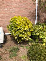 Rododendron, Tuin en Terras, Planten | Bomen, Ophalen of Verzenden, Volle zon, Overige soorten, 100 tot 250 cm