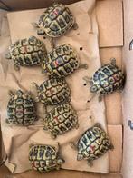 Griekse landschildpad of Testudo Hermanni Boetgerie, 3 tot 6 jaar