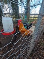 Friese hoen kippen. 7 maand oud., Dieren en Toebehoren, Meerdere dieren, Kip