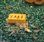 Vuurgarnalen neocaridina mooie opruimers 50c ps, Vis, Zoetwatervis, Schoolvis