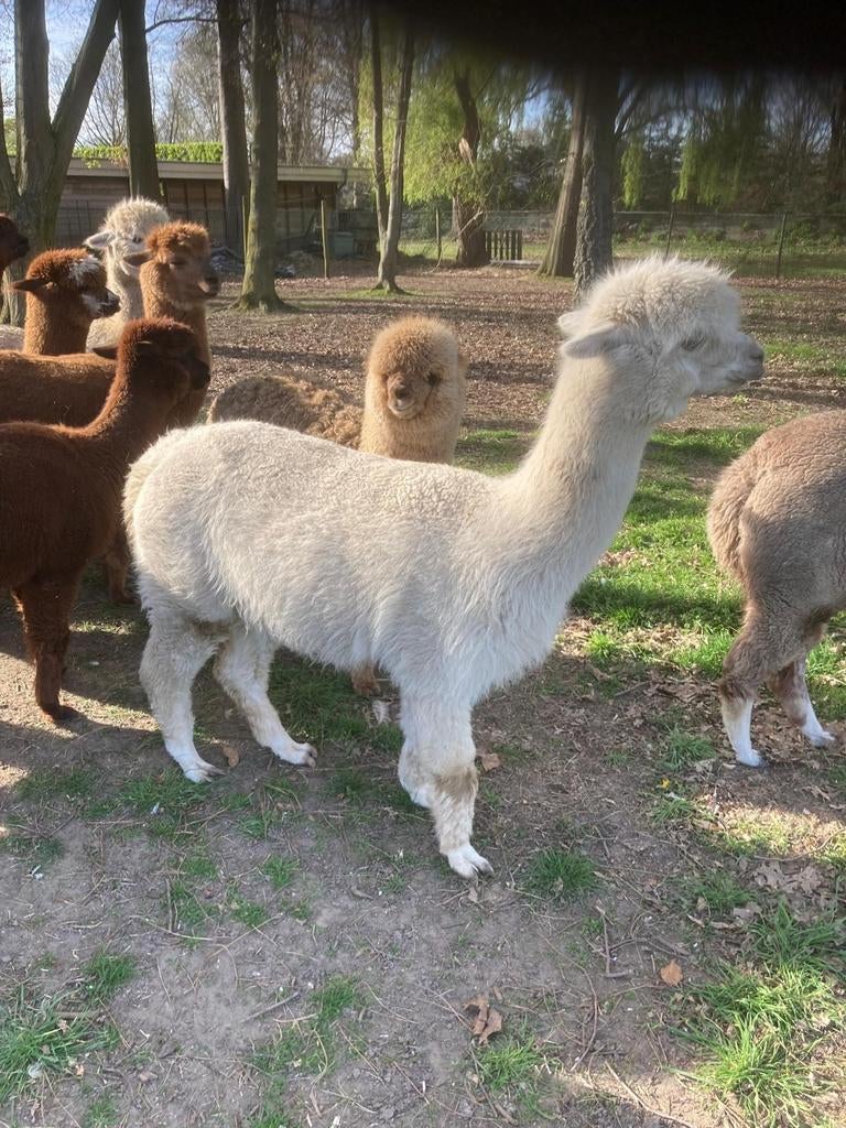 Alpaca hengst  ,gecastreerd, Dieren en Toebehoren, Overige Dieren, Juni, Mannelijk