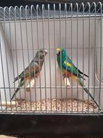 Mooi koppel veelkleuren parkieten, Dieren en Toebehoren, Vogels | Parkieten en Papegaaien, Meerdere dieren, Parkiet