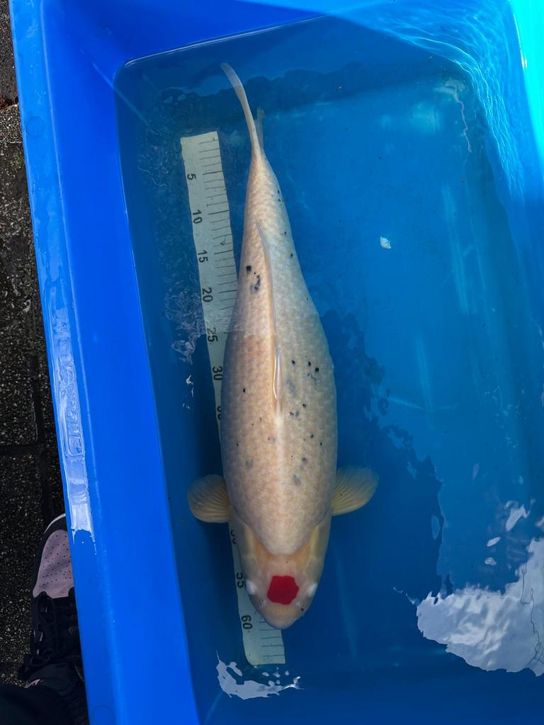 Tancho koi, Dieren en Toebehoren, Karper of Koi